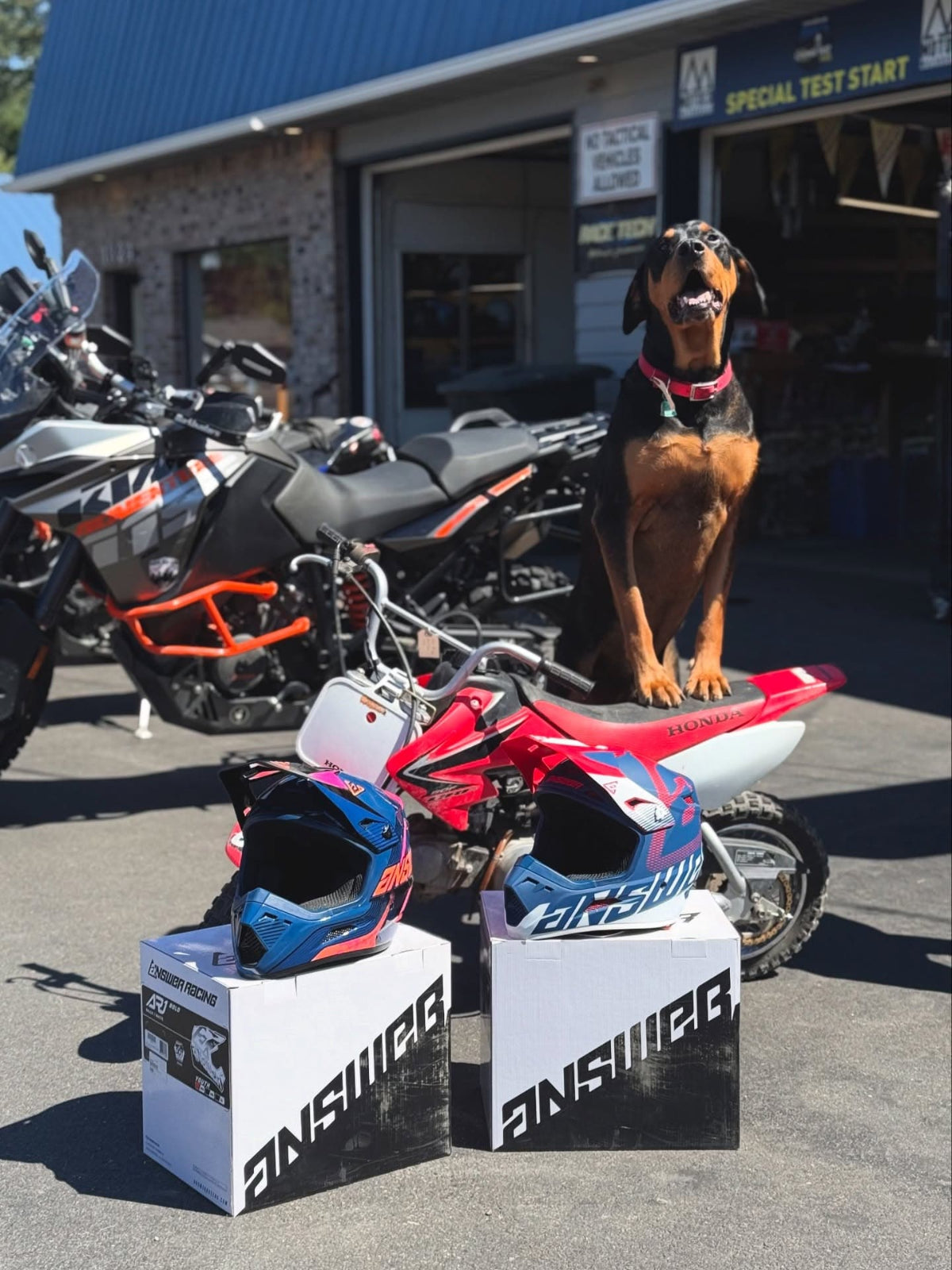 Dog sitting on a motorcycle helmet with Answer brand helmets and boxes in front of a motorcycle shop.